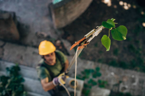 Best Tree Trimming and Pruning  in St Johns, AZ